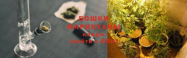 прущие грибы Алзамай